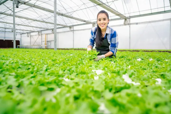 Feliz Positivo Jovem Adulto Asiático Mulher Colhendo Vegetais Uma Fazenda — Fotografia de Stock