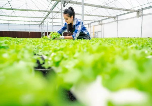 Feliz Jovem Adulto Asiático Mulher Colhendo Alface Vegetal Uma Fazenda — Fotografia de Stock