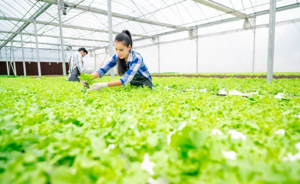 Feliz Jovem Adulto Asiático Mulher Colhendo Alface Vegetal Uma Fazenda — Fotografia de Stock