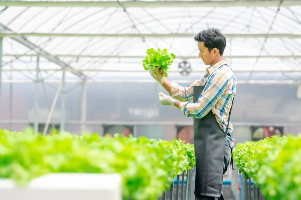 Homem Asiático Agricultor Verificando Alface Carvalho Verde Fresco Fazenda Efeito — Fotografia de Stock