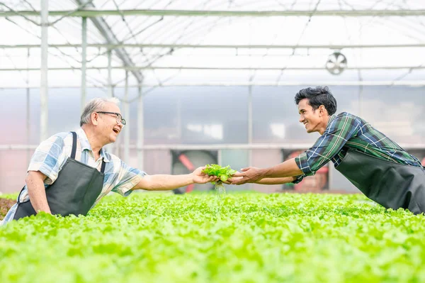 Feliz Sorrindo Homem Asiático Dando Legumes Alface Frescos Para Homem — Fotografia de Stock