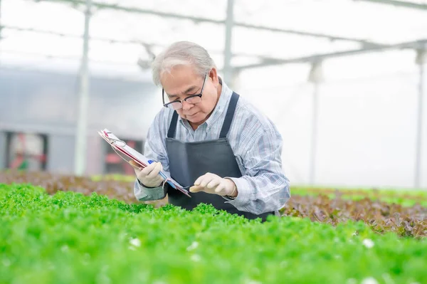 Senior Asian Man Farmer Checking Fresh Green Oak Lettuce Hydroponic — Fotografia de Stock