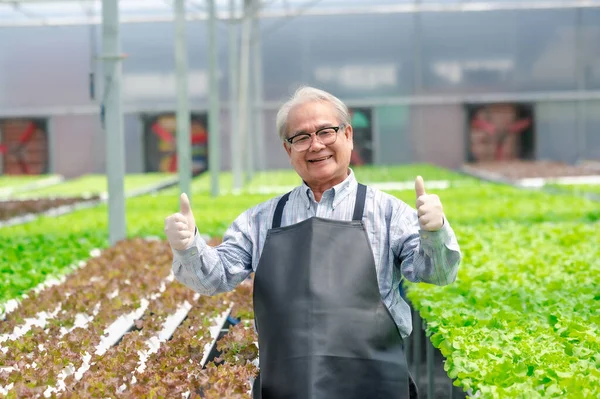 Happy Successful Senior Asian Man Farmer Showing Thumb Greenhouse Hydroponic — Fotografia de Stock