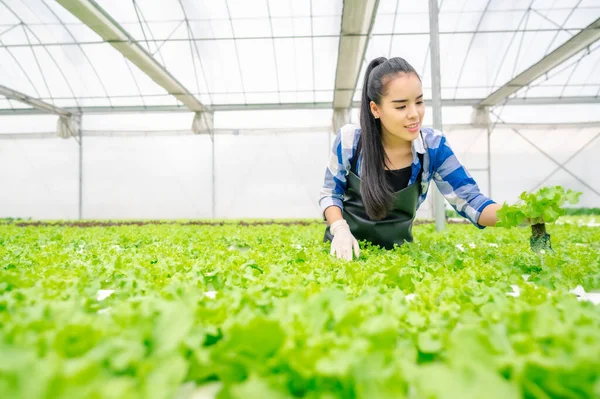 Щаслива Молода Доросла Азіатка Перевіряє Салат Овочами Тепличній Гідропонічній Фермі Ліцензійні Стокові Фото
