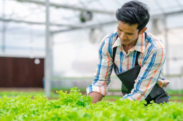 Feliz Jovem Adulto Asiático Homem Agricultor Colheita Alface Vegetal Uma Imagens De Bancos De Imagens