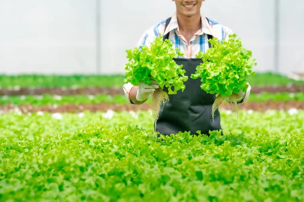 Кукурудзяний Дріб Щасливий Чоловік Посміхається Тримає Свіжий Зелений Салат Дуба Ліцензійні Стокові Фото