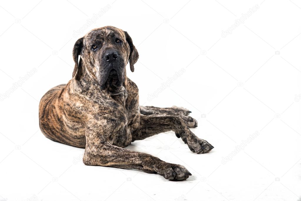 Big brazilan fila dog lying in front of white background