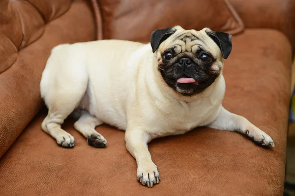 Mops hund sitter på soffan — Stockfoto