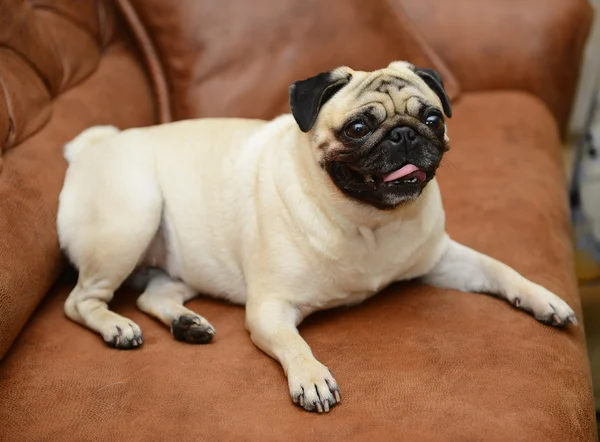 Perro pug sentado en el sofá —  Fotos de Stock
