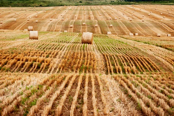 Bundles of hay in the field — Stock Photo, Image