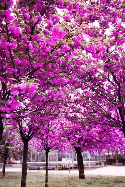 Cherry blossom trees garden — Stock Photo, Image