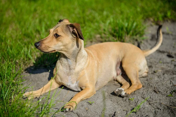 Hund liggande på det gröna gräset — Stockfoto