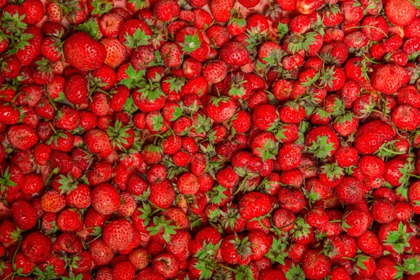 草莓背景 图库图片