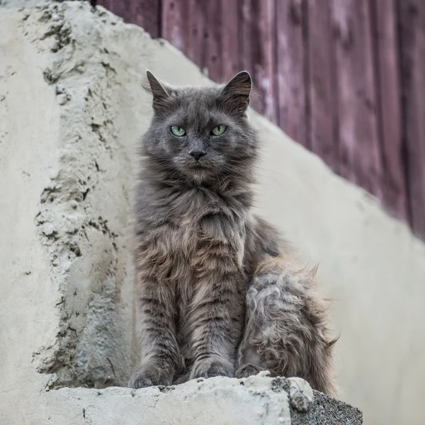 Dirty street cat sitting outdoors — Stock Photo, Image