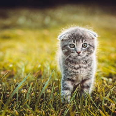 Gray cat walking on green grass clipart