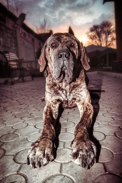 Porträtt av stora hund — Stockfoto