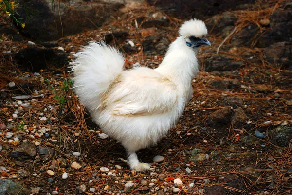 Silkie white chiken — Stock Photo, Image