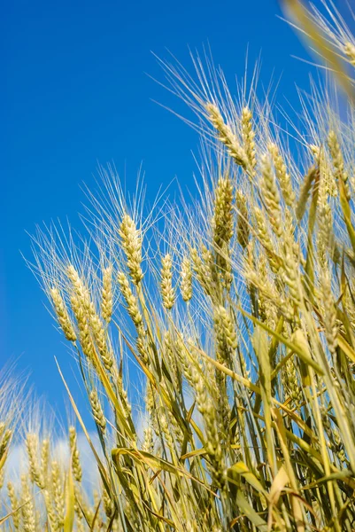 Wheat field against a blue sky — Stock Photo, Image