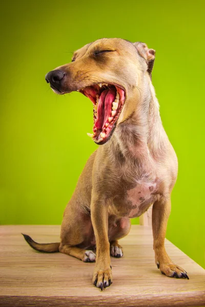 Pequeño perro divertido con la boca abierta. Tema Animales divertidos . —  Fotos de Stock