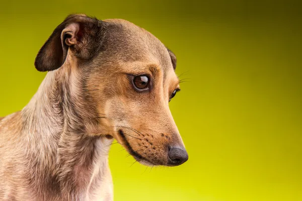 Retrato de perro salchicha de pelo corto marrón pequeño —  Fotos de Stock