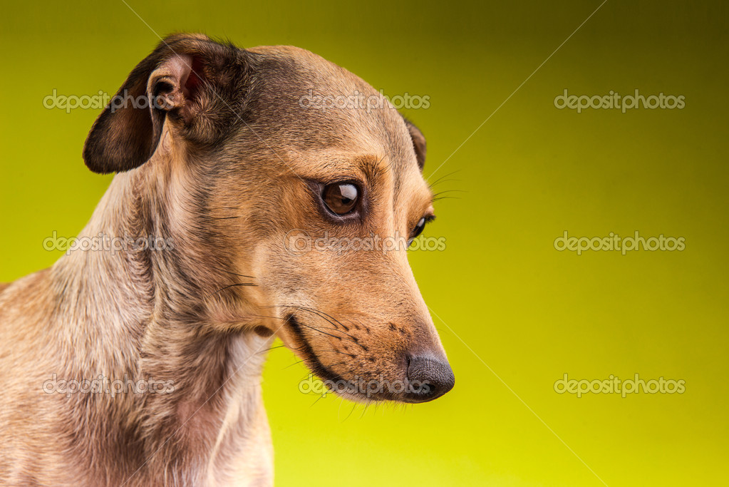 Portrait Of Small Brown Short Hair Dachshund Dog Stock Photo