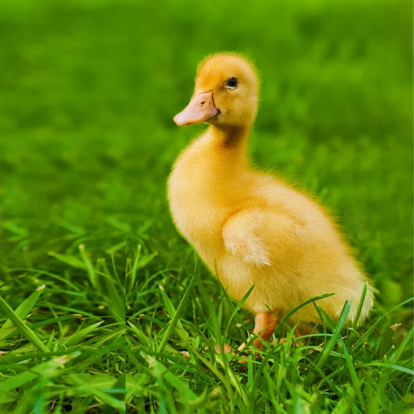 Small yellow duckling outdoor on green grass — Stock Photo, Image