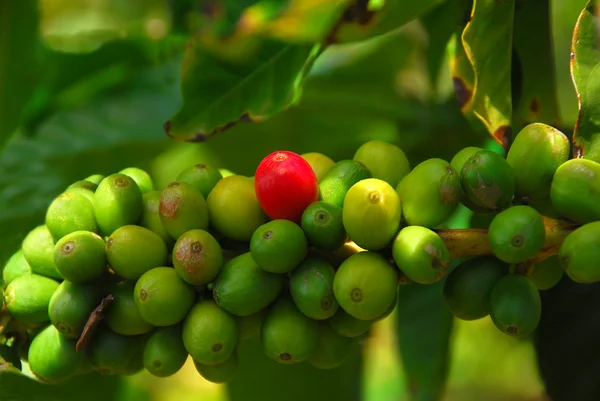 Kona grains de café prêts à mûrir Photo De Stock