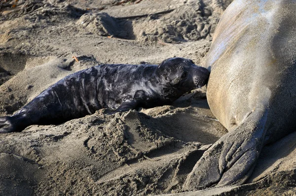 Female Elephant Seal nursing her pup — Stock Photo, Image