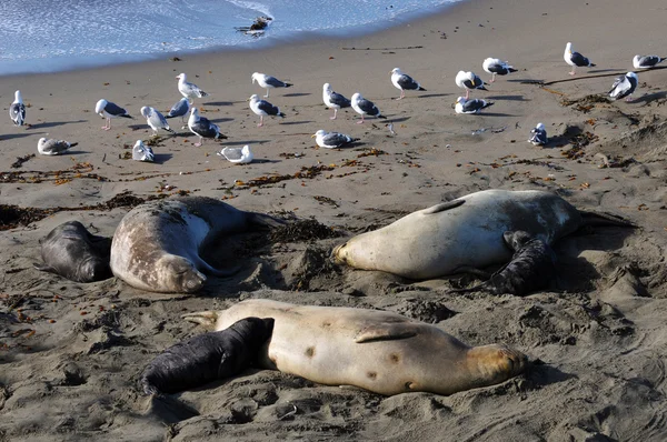 Three Female Elephant Seals with their pups — Stock Photo, Image