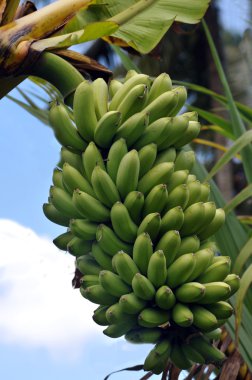 tropikal muz Maui, hawaii bir çiftlikte büyüdü