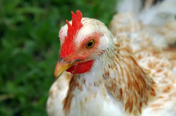Szabad tartású csirke — Stock Fotó