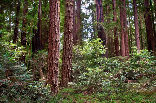 Parque Estadual Henry Cowell Redwoods — Fotografia de Stock