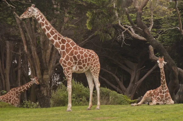 Giraffe Family at the San Francisco Zoo