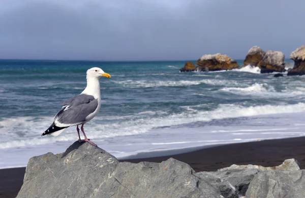 Seagull's View, Rockaway Beach, Pacifica California — Stock Photo, Image