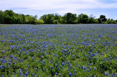 texas bluebonnets alanı