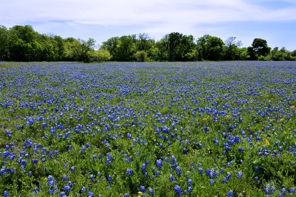 Поле Техас bluebonnets — стокове фото