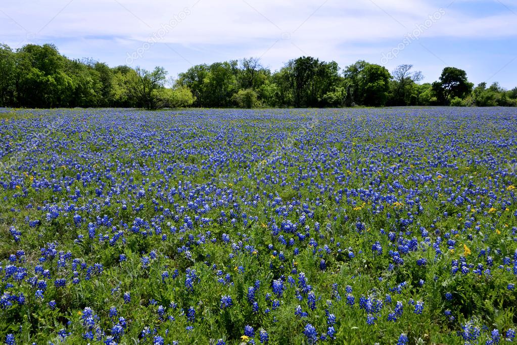 Campo de Texas Bluebonnets: fotografía de stock © digital94086