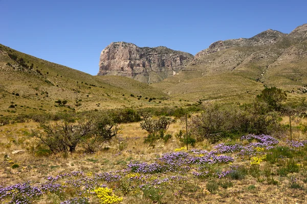 Vår ved El Capitan, Vest-Texas – stockfoto