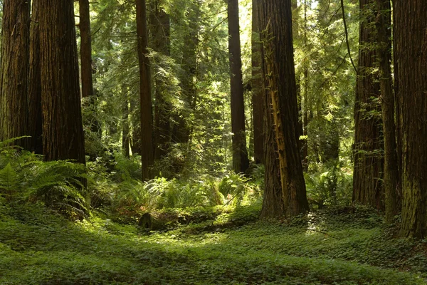 Redwood Grove ao longo da Avenida dos Gigantes, Califórnia — Fotografia de Stock