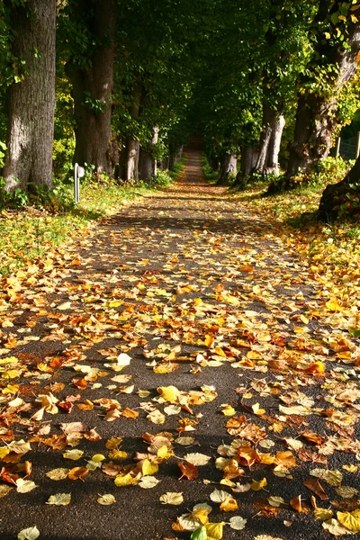 Bella foresta in autunno — Foto Stock