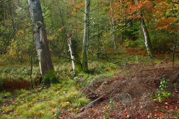 Schöner Wald im Herbst — Stockfoto