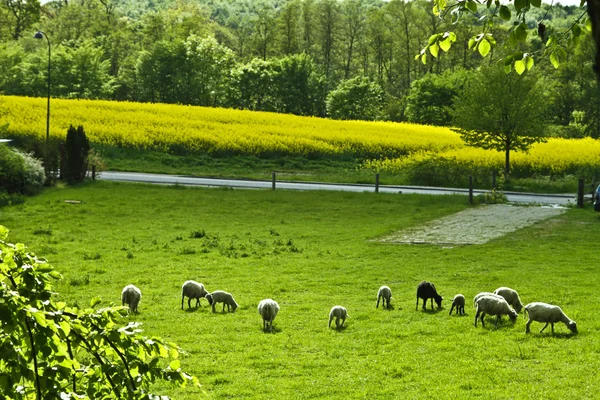 Ovelhas em um campo — Fotografia de Stock