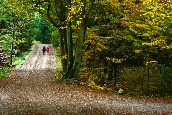 Nella foresta autunnale — Foto Stock