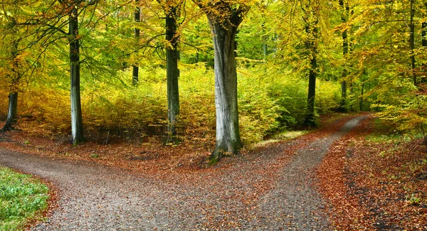 Hermoso bosque en otoño — Foto de Stock