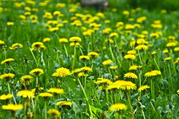 Campo di denti di leone — Foto Stock