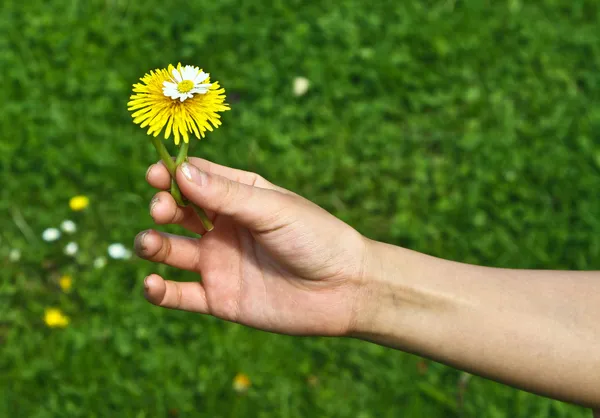 Mão dando uma flor — Fotografia de Stock