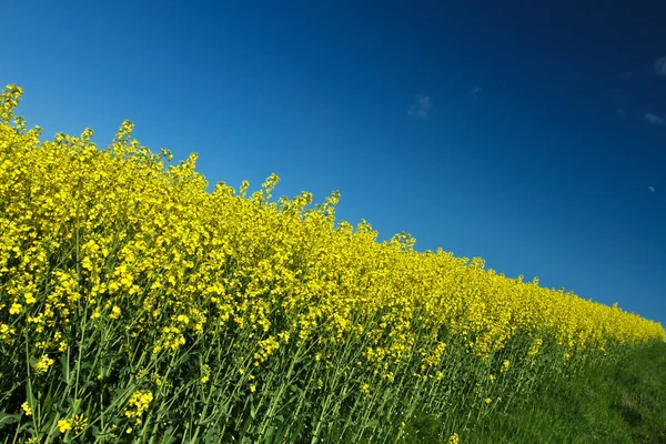 Campo de estupros amarelo — Fotografia de Stock