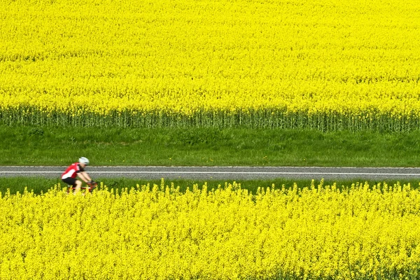 Strada vicino al campo — Foto Stock