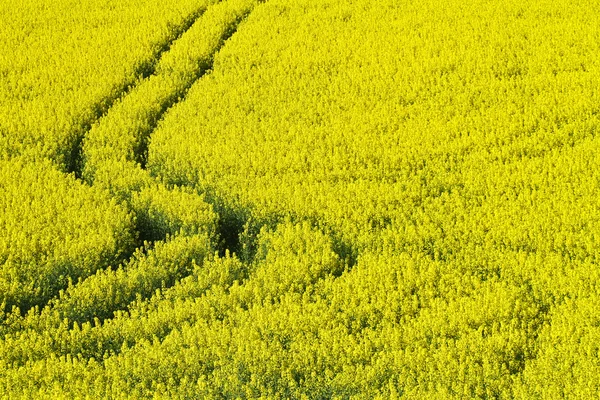 Sporen van de auto in het veld — Stockfoto