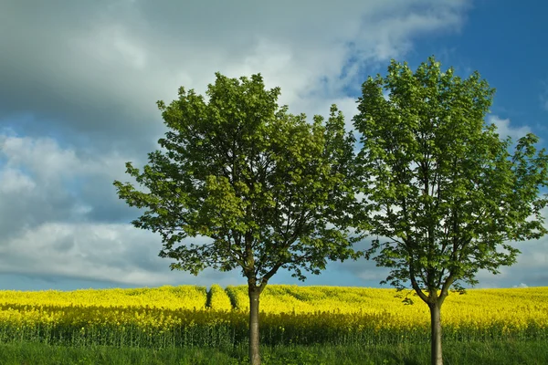 Céu tempestuoso sob o campo de estupros — Fotografia de Stock